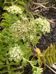 Berula burchellii