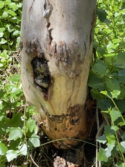 Eucalyptus stricklandii