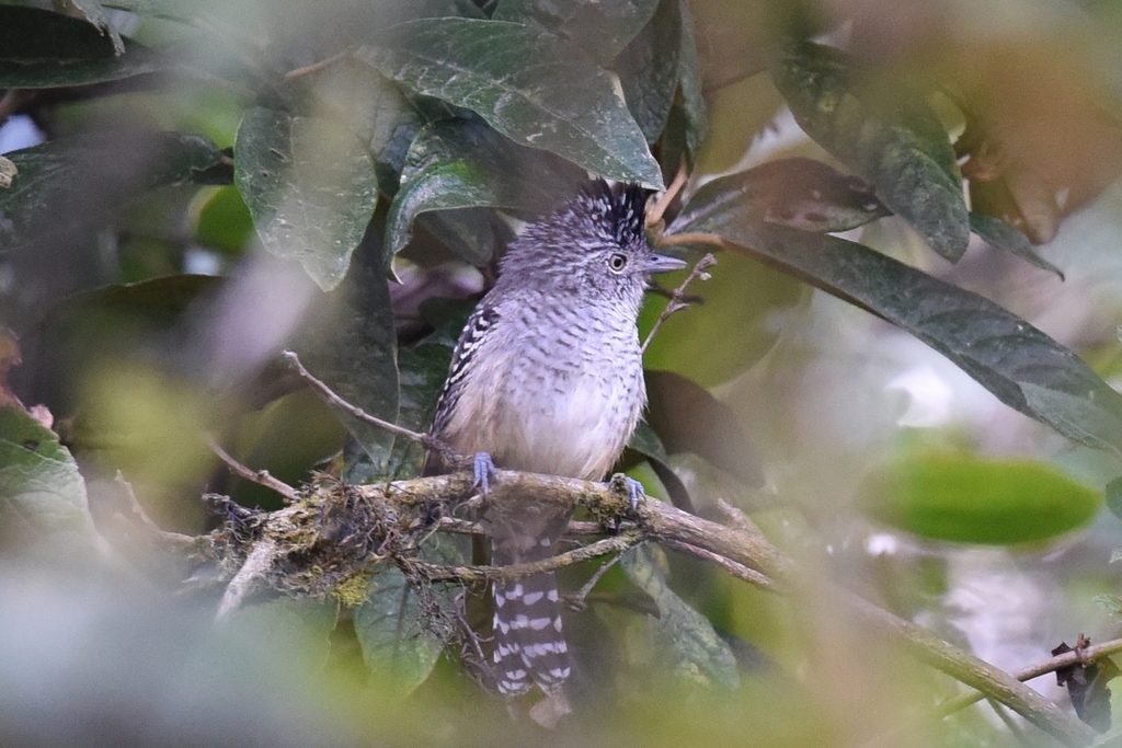 Chapman's Antshrike photo