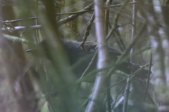 Ampelornis griseiceps