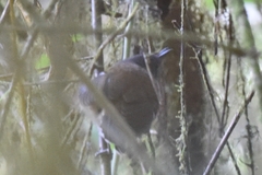 Ampelornis griseiceps