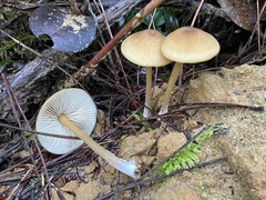 Entoloma formosum