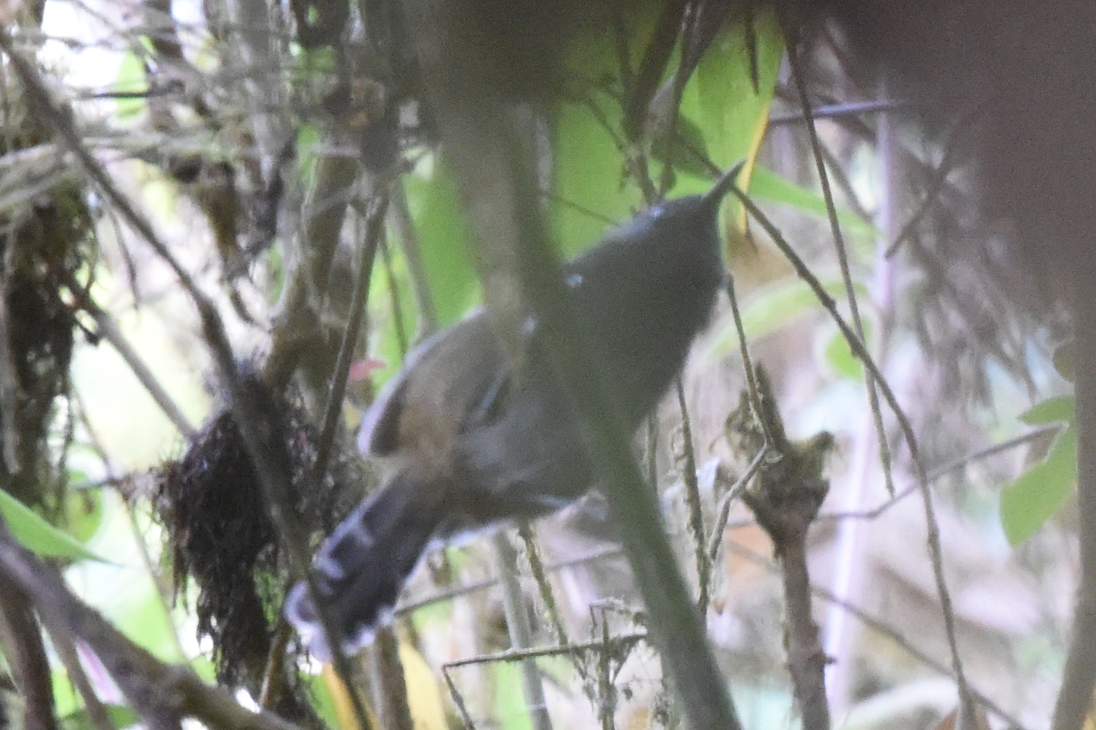 Thamnophilidae image