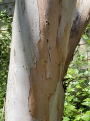 Eucalyptus stricklandii
