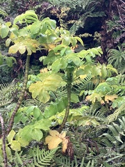 Berula bracteata