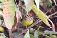 Poecilotriccus ruficeps