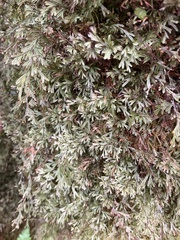 Hymenophyllum capillaceum