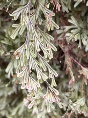 Hymenophyllum capillaceum