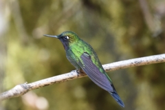 Heliangelus viola