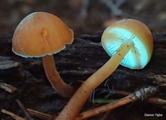 Gymnopilus rufescens