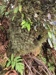 Hymenophyllum capillaceum