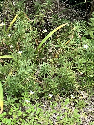 Large Bellflower (Wahlenbergia linifolia)