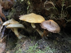 Suillus umbonatus
