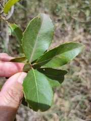 Denhamia bilocularis