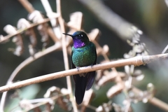Heliangelus viola