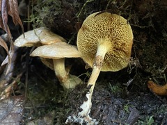 Suillus umbonatus