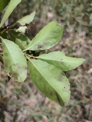 Denhamia bilocularis