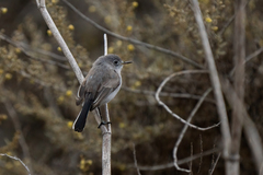 Polioptila californica