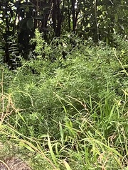 Asparagus densiflorus