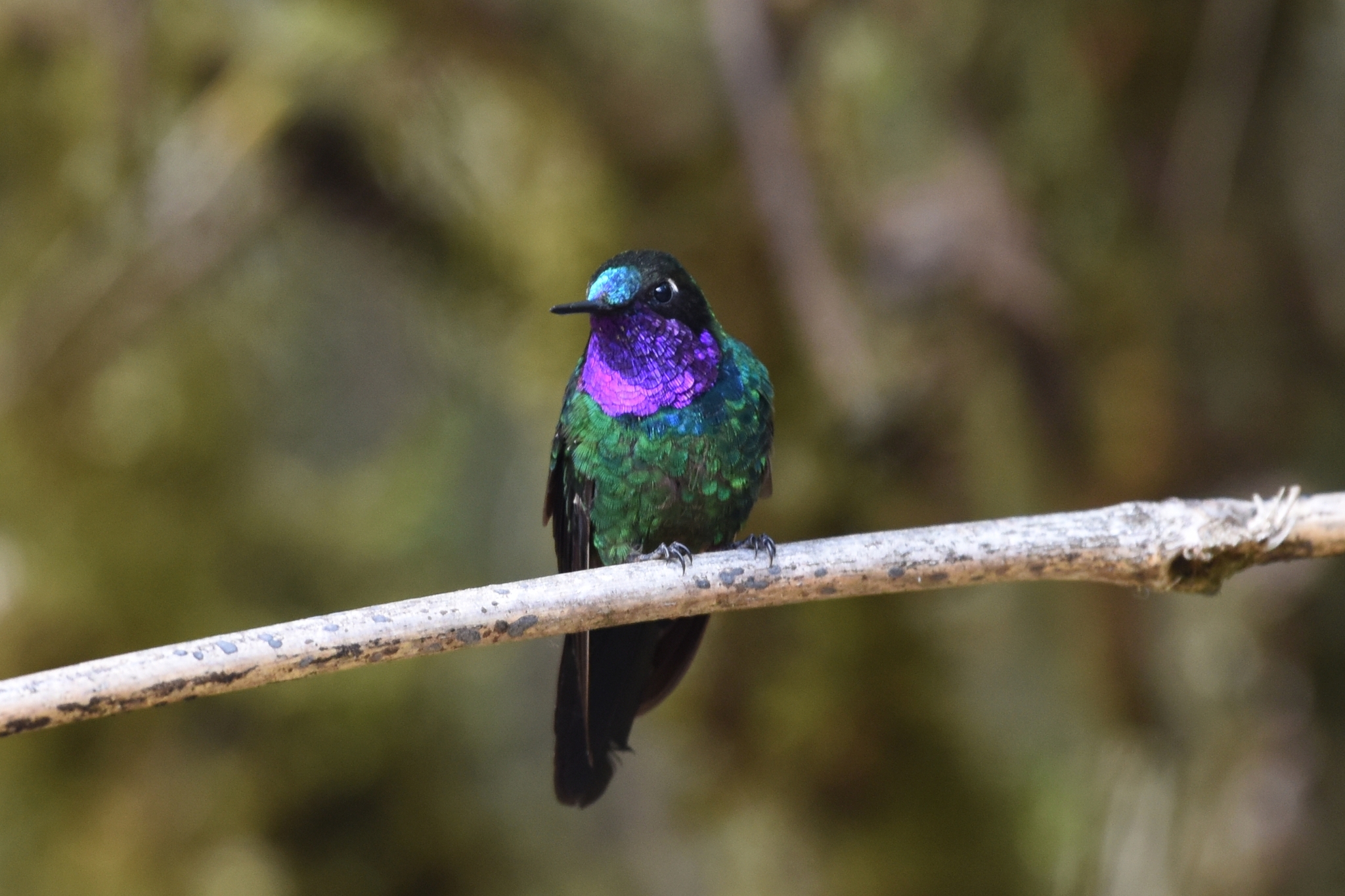 Heliangelus viola image