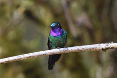 Heliangelus viola