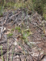 Pterostylis