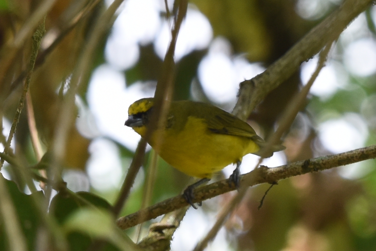 Euphonia image