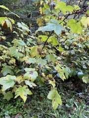 Rubus parviflorus