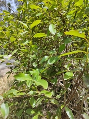 Denhamia bilocularis