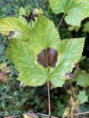 Rubus parviflorus