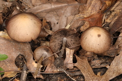 Psathyrella impexa
