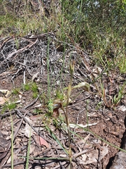 Pterostylis