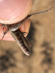 Melanoplus cinereus