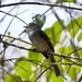 Marañon Tyrannulet - Photo (c) Nick Moore, some rights reserved (CC BY-NC), uploaded by Nick Moore