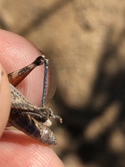 Melanoplus cinereus