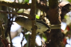 Zimmerius viridiflavus