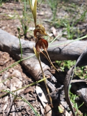 Pterostylis