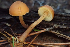 Gymnopilus rufescens