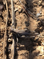 Melanoplus cinereus