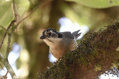 Atlapetes leucopterus