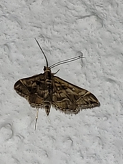 Diasemia accalis