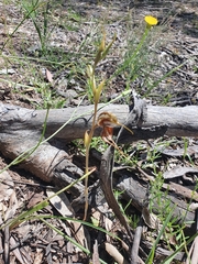 Pterostylis