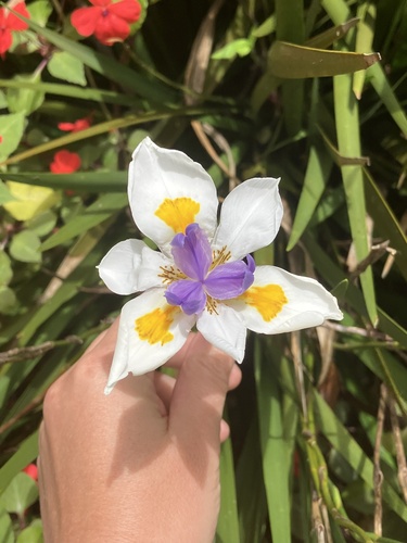 Dietes grandiflora image