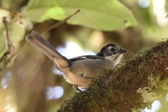 Atlapetes leucopterus