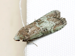 Heteromicta tripartitella