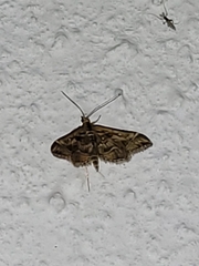 Diasemia accalis