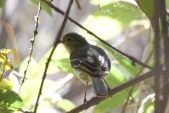 Zimmerius viridiflavus