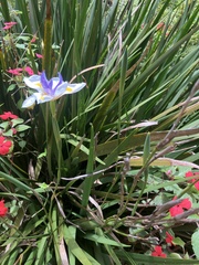 Dietes grandiflora image