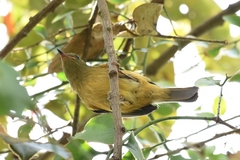 Mionectes oleagineus