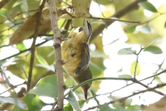 Mionectes oleagineus